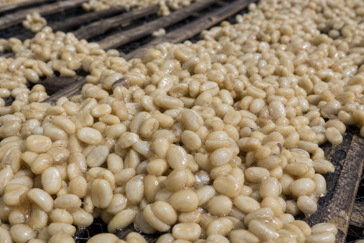 Sticky coffee beans drying
